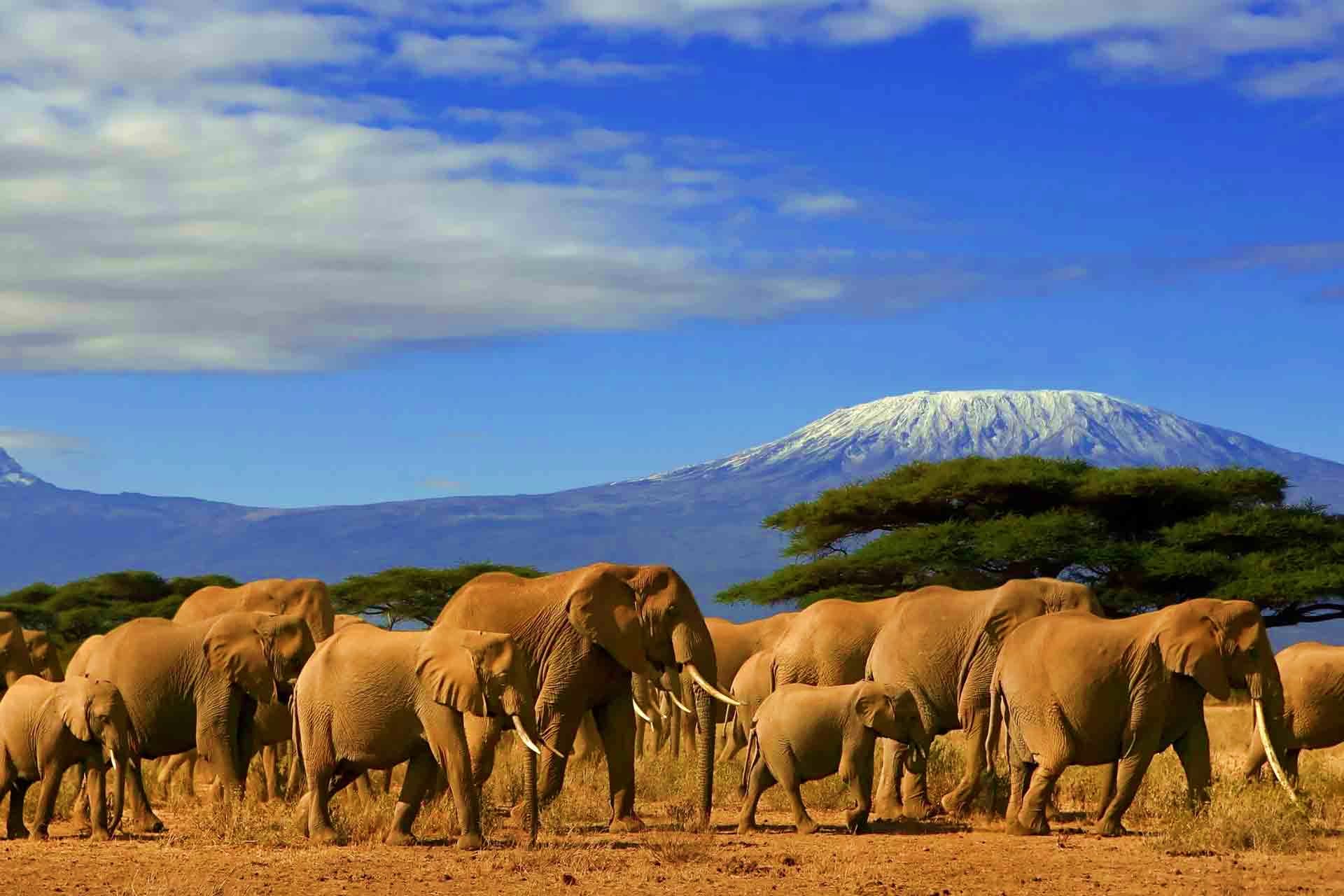 Kenya Visa Herd of African elephants walking across savanna with snow-capped Mount Kilimanjaro in background